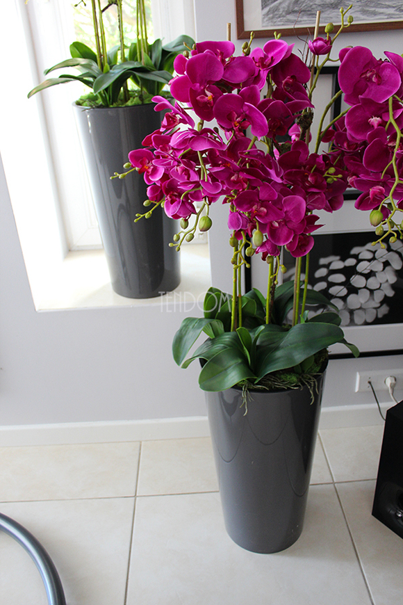 duży storczyk Mediolan Fuksja w szarej donicy, wys.118cm