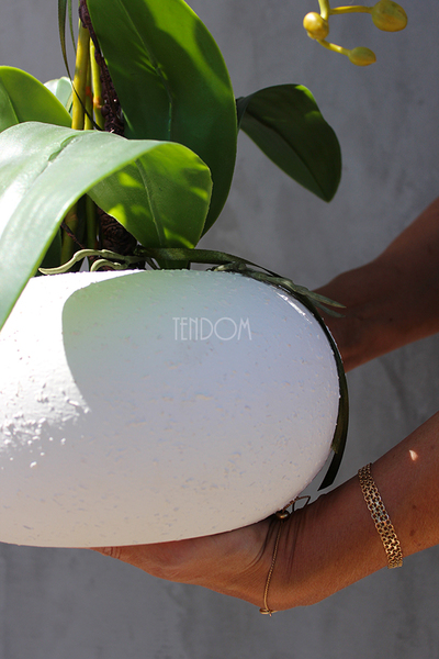 mniejszy storczyk White Japan w białej donicy (mat), wys.65cm