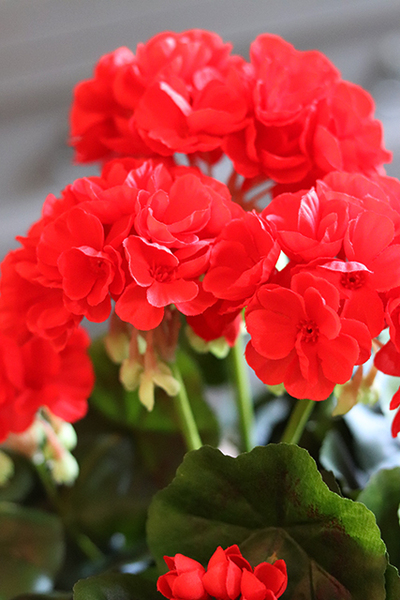 doniczkowa pelargonia Czerwona, wysokiej jakości sztuczne kwiaty, wys.36cm