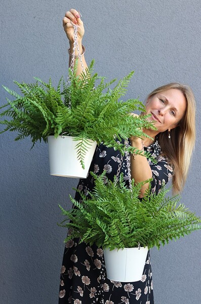 kompozycja w wiszącej donicy, Paproć Naturales, wys.38cm 