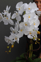 Beduaro, biały storczyk w niebieskiej donicy, wys.65cm 