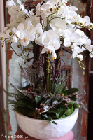 Georgette, efektowny storczyk w samej gąbce florystycznej (na zdj. misa Klienta), wys.80cm