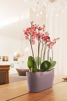 Delta 20, podłużna donica z nawadnianiem, fioletowa, wym.18x40x15cm