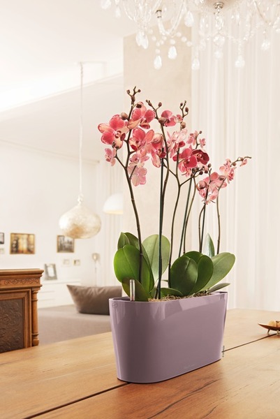 Delta 20, podłużna donica z nawadnianiem, fioletowa, wym.18x40x15cm