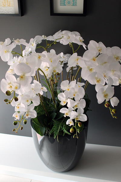 efektowny storczyk Grande Grey z paprocią w szarej donicy z fiberglass, wys.92cm