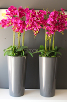 duży storczyk Mediolan Fuksja w szarej donicy, wys.118cm