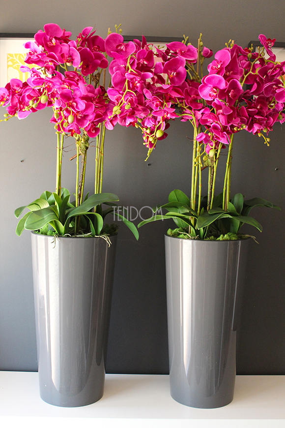 duży storczyk Mediolan Fuksja w szarej donicy, wys.118cm