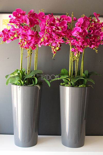 duży storczyk Mediolan Fuksja w szarej donicy, wys.118cm