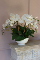 Lucerra Small, elegancki storczyk w minimalistycznej donicy, wys.43cm