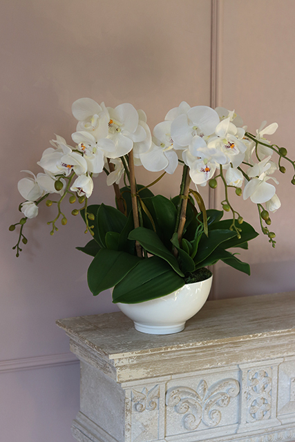 Lucerra Small, elegancki storczyk w minimalistycznej donicy, wys.43cm