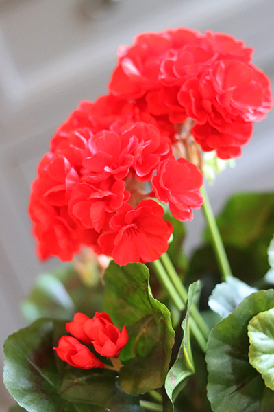 doniczkowa pelargonia Czerwona, wysokiej jakości sztuczne kwiaty, wys.36cm