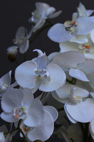 Tolena, ekskluzywny storczyk sztuczny w naczyniu z herbem, wys.80cm