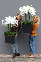 sztuczny storczyk we wkładzie Sylvinia Mediolan od tenDOM, wys.100cm 