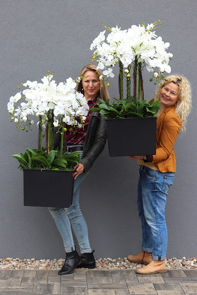 sztuczny storczyk we wkładzie Sylvinia Mediolan od tenDOM, wys.100cm