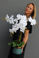 Beduaro, biały storczyk w niebieskiej donicy, wys.65cm 