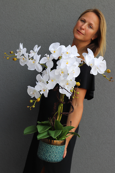 Beduaro, biały storczyk w niebieskiej donicy, wys.65cm 