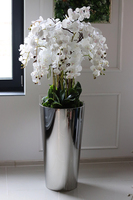 ekskluzywny storczyk w metalowej donicy, Moderno Mirror Round, wys.151cm 