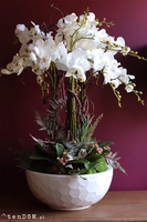 Georgette, efektowny storczyk w samej gąbce florystycznej (na zdj. misa Klienta), wys.80cm