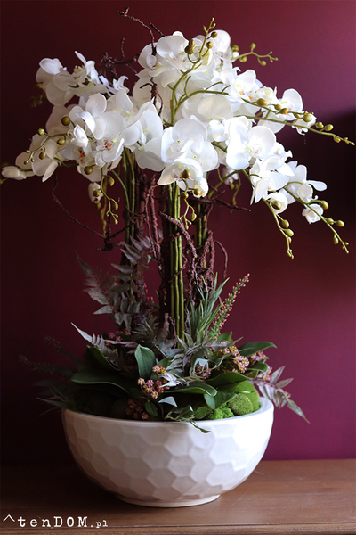 Georgette, efektowny storczyk w samej gąbce florystycznej (na zdj. misa Klienta), wys.80cm