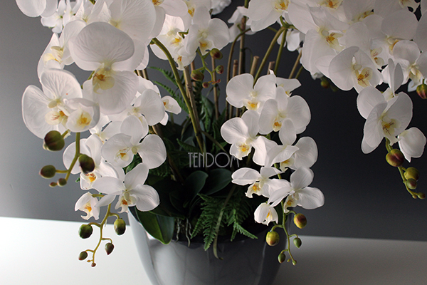 efektowny storczyk Grande Grey z paprocią w szarej donicy z fiberglass, wys.92cm