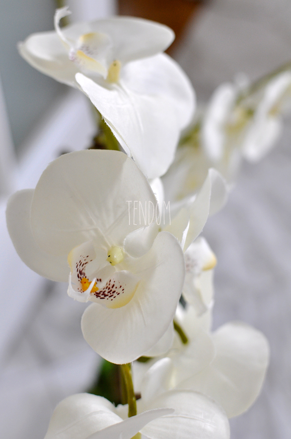 storczyk Laos Volcano w donicy, wys.74cm