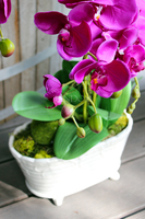 storczyk Fuksja Ozdobna w ceramicznej donicy wys.65cm