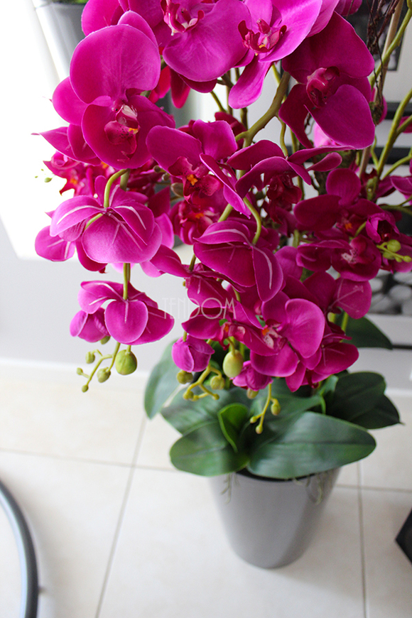 duży storczyk Mediolan Fuksja w szarej donicy, wys.118cm