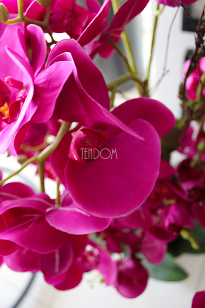 duży storczyk Mediolan Fuksja w szarej donicy, wys.118cm