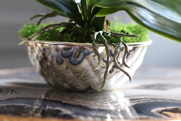 Little Silver, elegancki storczyk w stylu glamour, wys.36cm