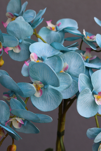Blue Hotel, storczyk w szarej donicy o oryginalnej fakturze, wys.67cm