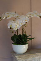 Lucerra Big, elegancki storczyk w minimalistycznej donicy, wys.60cm