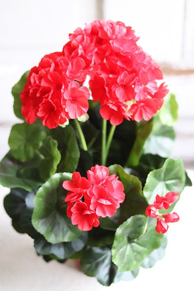 doniczkowa pelargonia Czerwona, wysokiej jakości sztuczne kwiaty, wys.36cm