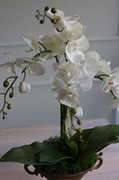 elegancki storczyk Aliorra w złotym pucharze, wys.63cm