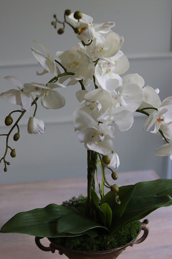 elegancki storczyk Aliorra w złotym pucharze, wys.63cm