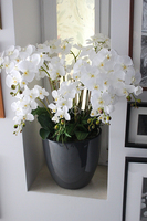 efektowny storczyk Grande Grey z paprocią w szarej donicy z fiberglass, wys.92cm