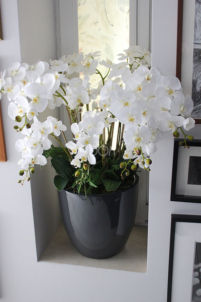 efektowny storczyk Grande Grey z paprocią w szarej donicy z fiberglass, wys.92cm