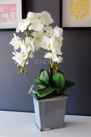 śliczny storczyk Grey w wersji Big, wys.68cm