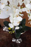 duży storczyk w srebrnej donicy Srebrny Pałac, wys.75cm