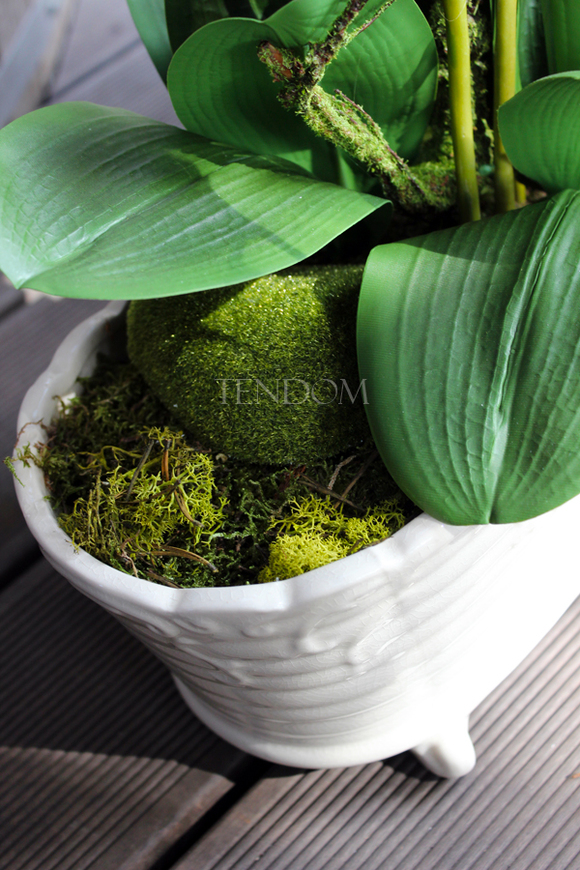 storczyk Fuksja Ozdobna w ceramicznej donicy wys.65cm