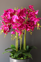 duży storczyk Mediolan Fuksja w szarej donicy, wys.118cm