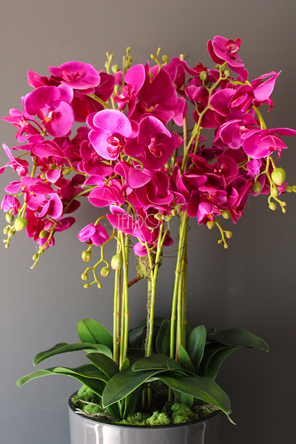 duży storczyk Mediolan Fuksja w szarej donicy, wys.118cm