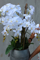 bardzo duży storczyk Sara w metalowej donicy wys.114cm