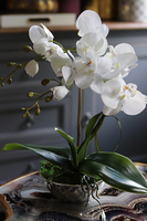 Little Silver, elegancki storczyk w stylu glamour, wys.36cm