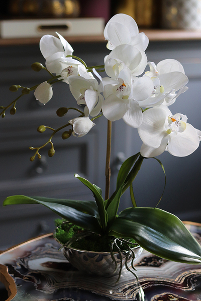 Little Silver, elegancki storczyk w stylu glamour, wys.36cm