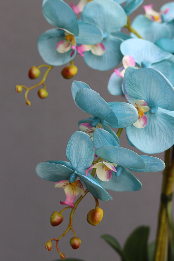 Blue Hotel, storczyk w szarej donicy o oryginalnej fakturze, wys.67cm