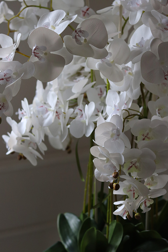 ekskluzywny storczyk w metalowej donicy, Moderno Mirror Round, wys.151cm 