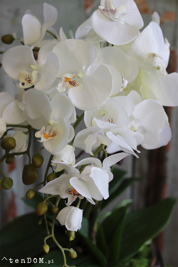 ekskluzywny storczyk w srebrnej donicy, Glamouria, wys.58cm