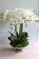 Cariba 2, storczyk w beżowej misie glamour, wys.50cm 