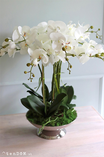 Cariba 2, storczyk w beżowej misie glamour, wys.50cm 