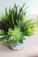 Jorge, sukulenty do Twojej donicy, wys.30cm